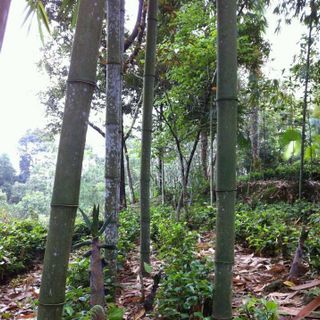 thực phẩm đồng rừng phú thọ