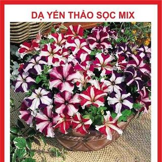 Hạt giống hoa Dạ Yến Thảo Sọc mix nhiều màu- 50 hạt giá sỉ