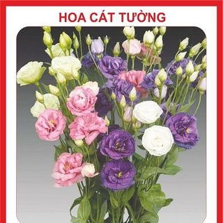 Hạt giống hoa Cát Tường mix nhiều màu - 5 hạt giá sỉ