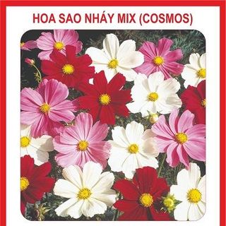 Hạt giống hoa Cúc Sao Nháy mix nhiều màu - 100 hạt
