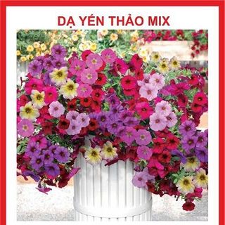 Hạt giống hoa Dạ Yến Thảo mix nhiều màu - 100 hạt giá sỉ