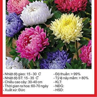 Hạt giống hoa Cúc Đài Loan - 50 hạt giá sỉ