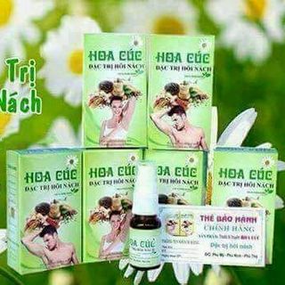 hoa cuc tri hoi nach giá sỉ