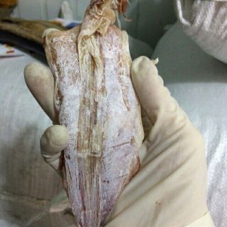 Mực Gim Mực khô khô mực