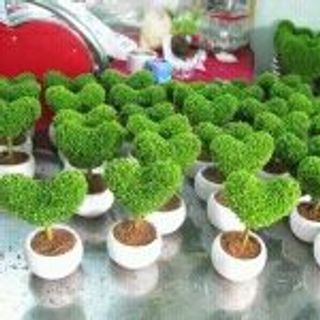 Hạt giống Thanh Long hình trái tim