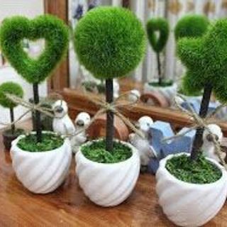 Hạt giống Thanh Long hình trái tim
