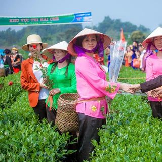 Trà Thái Nguyên Chính Gốc
