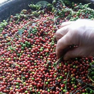 Tiêu sạch dak lak đảm bảo 100