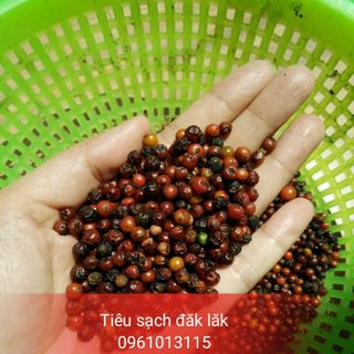 Tiêu sạch đắk lắk uy tín chất lượng tốt tại tp hcm