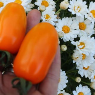 Cà chua trái cây Fruit Tomato giống Nhật - Thảo Đà Lạt