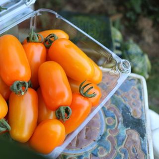 Cà chua trái cây Fruit Tomato giống Nhật - Thảo Đà Lạt