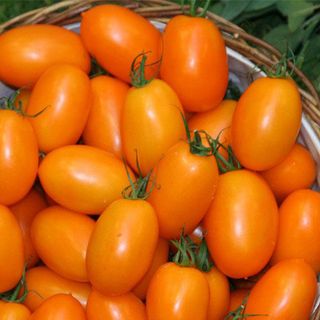 Cà chua trái cây Fruit Tomato giống Nhật - Thảo Đà Lạt