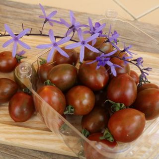 Cà chua chocolate - Thảo Đà Lạt