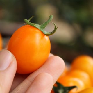 Cà chua cherry cam - Thảo Đà Lạt