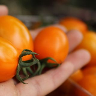Cà chua cherry cam - Thảo Đà Lạt