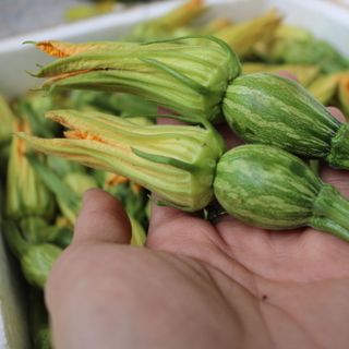 Bí nụ Nhật - Thảo Đà Lạt