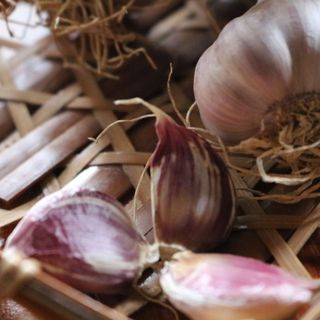 Tỏi tím Đà Lạt - Thảo Đà Lạt