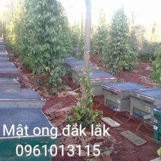 Mật ong hoa cà phê nguyên chất đảm bảo chất lượng tại tây nguyên