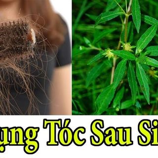 Hà thủ ô đen tóc đẹp da hộp 500gr giá sỉ