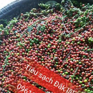 Tiêu sạch đắk lắk uy tín nhất tp hcm