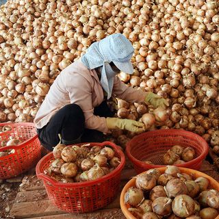 Hành Tây Đà Lạt