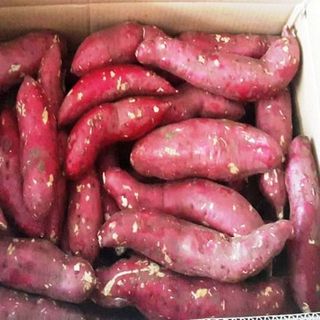 Khoai Lang Nhật - Đà Lạt