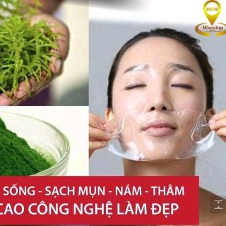 VI KIM TẢO BIỂN THẦN THÁNH