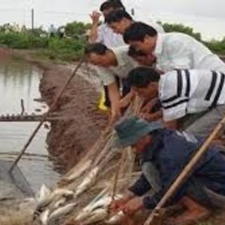 cá biển