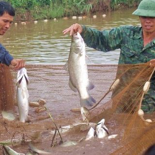 cá biển
