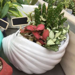 chậu cây để bàn