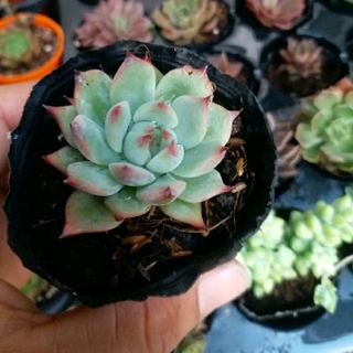 SEN ĐÁ size nhỏ giống mới