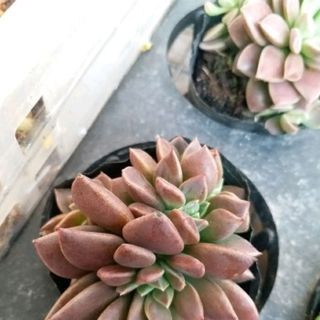 SEN ĐÁ size nhỏ giống mới