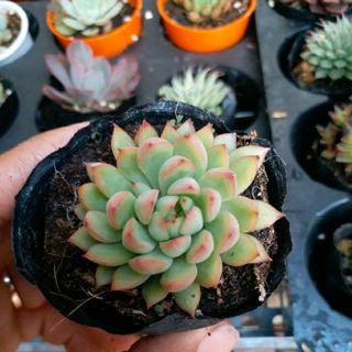 SEN ĐÁ size nhỏ giống mới