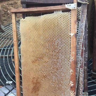 Mật ong nguyên chất Lục Ngạn-Bắc Giang