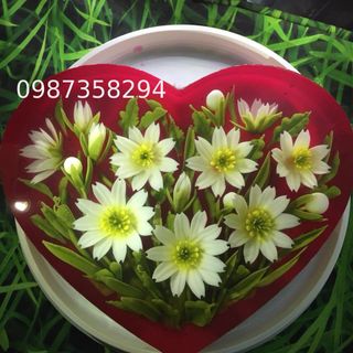 bánh thạch 3d màu hồng thanh long