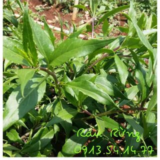 ràu rừng đọt bí