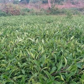 ràu rừng đọt bí