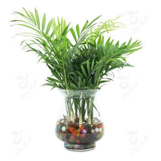CÂY THANH LỌC KHÔNG KHÍ