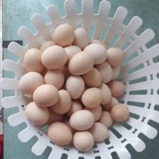 Trứng gà ác