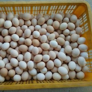 Trứng gà ác