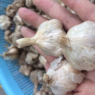 Hành tỏi Bắc thơm ngon