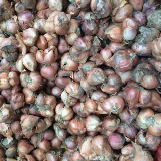 Hành tỏi Bắc thơm ngon