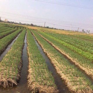 Hành tỏi Bắc thơm ngon