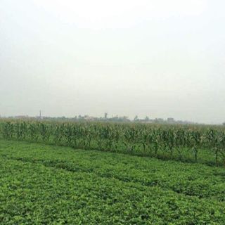 Hành tỏi Bắc thơm ngon