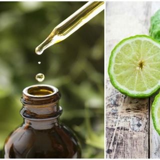 Tinh dầu Cây Chúc Tinh Giọt nguyên chất an toàn 10 ml