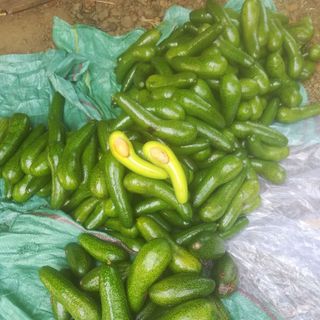 Bơ sáp ngon Bình Phước