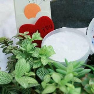 bột thảo dược trắng răng