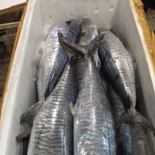 Cá Thu Nguyên Con Tươi
