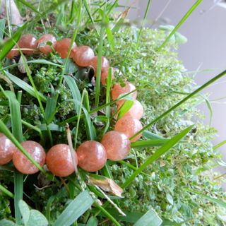 Đá mặt trời 9 ly