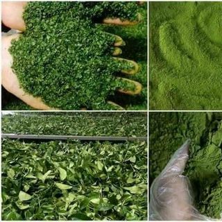 Bột trà xanh nguyên chất giá sỉ